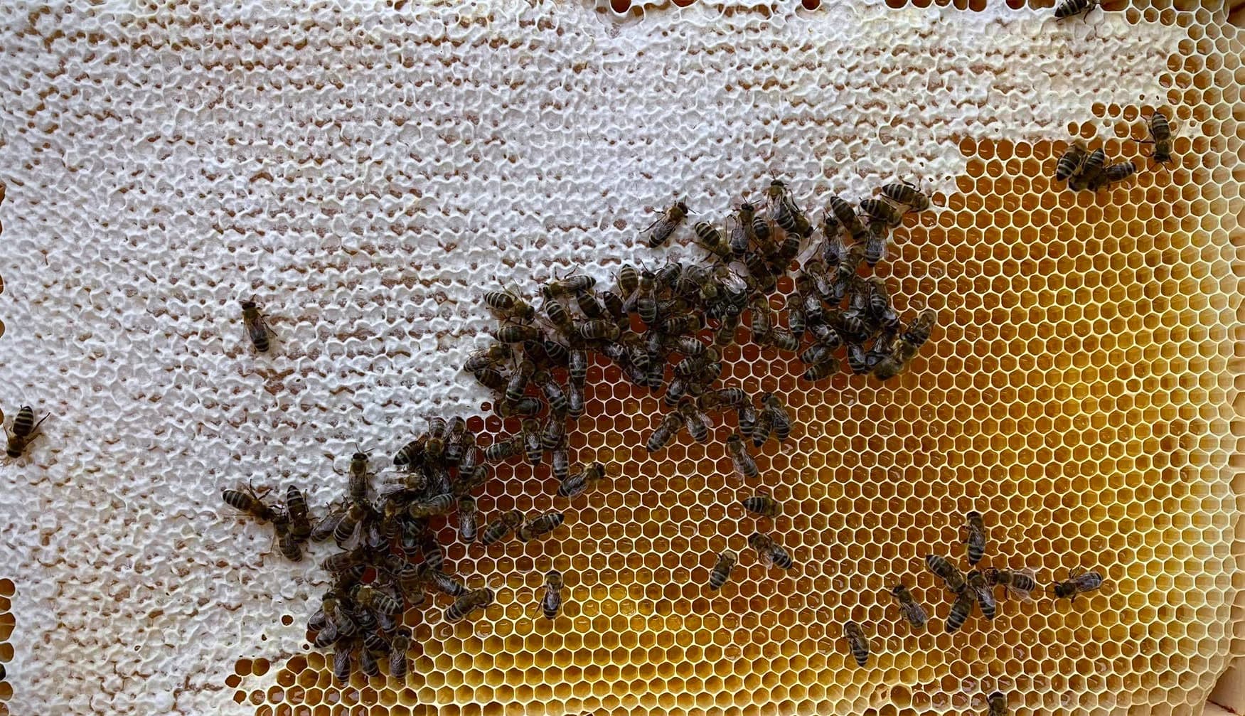 Otázky o medu