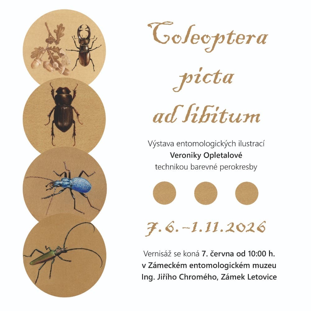 Pozvánka na výstavu entomologických ilustrací Veroniky Opletalové v Letovicích