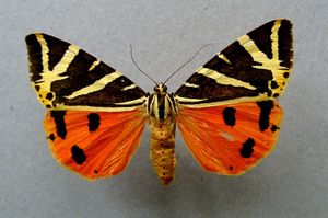 Hanácká Bystřice – Údolí motýlů