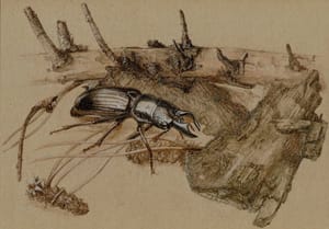 Roháček jedlový (ilustrace – Veronika Opletalová)